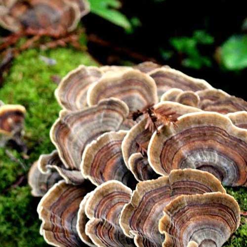 Turkey-Tail-mushrooms