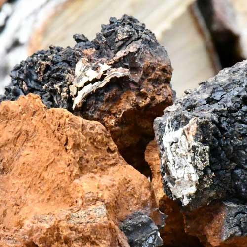 Chaga-mushroom