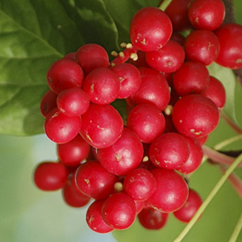 Schizandra-five-flavour-berry